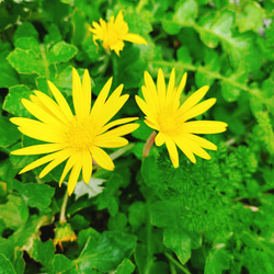 グランドカバー　多年草　宿根草　黄色い花　花壇　ガーデニング　病害虫に強い　おまけ　花　苗　花苗　タンポポ　たんぽぽ 4枚目の画像