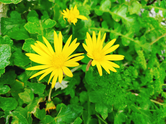 グランドカバー　多年草　宿根草　黄色い花　花壇　ガーデニング　病害虫に強い　おまけ　花　苗　花苗　タンポポ　たんぽぽ 4枚目の画像