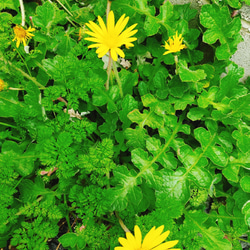 グランドカバー　多年草　宿根草　黄色い花　花壇　ガーデニング　病害虫に強い　おまけ　花　苗　花苗　タンポポ　たんぽぽ 3枚目の画像