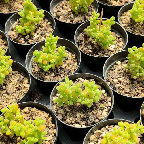 多肉植物 ドロサンテマム 蜜橘 小苗 抜き苗 1株 多肉植物 愛多肉-(AI