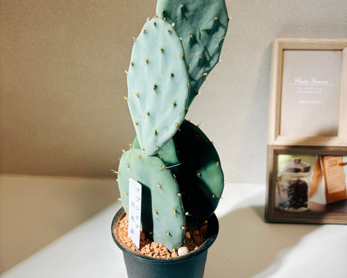 現品］6番 サボテン 大丸盆 3号 観葉植物 多肉植物 かわいい