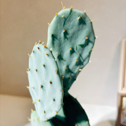 現品］6番 サボテン 大丸盆 3号 観葉植物 多肉植物 かわいい