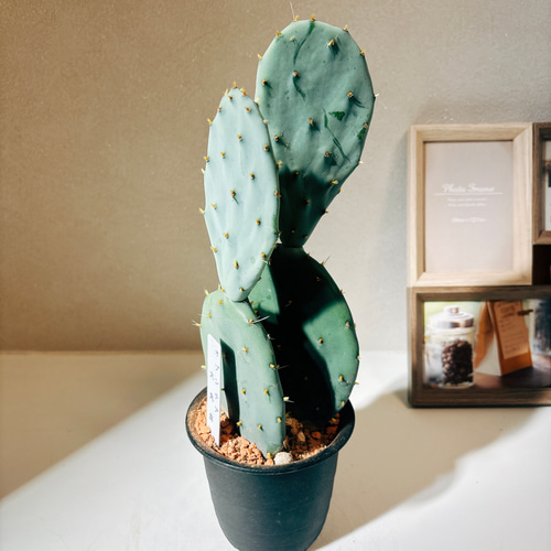 現品］6番 サボテン 大丸盆 3号 観葉植物 多肉植物 かわいい