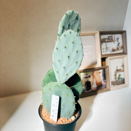 現品］6番 サボテン 大丸盆 3号 観葉植物 多肉植物 かわいい