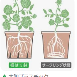 ミニバラ★タマラ コルダナ★6号根はり鉢植え★一本立ちミニバラ 5枚目の画像