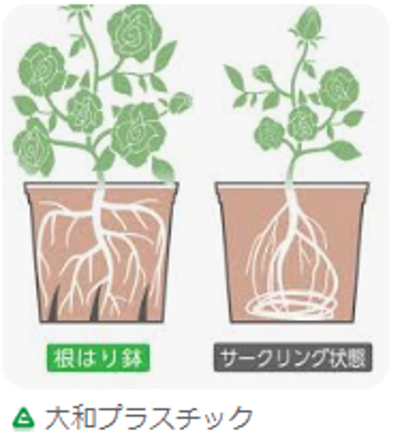 ミニバラ★タマラ コルダナ★6号根はり鉢植え★一本立ちミニバラ 5枚目の画像