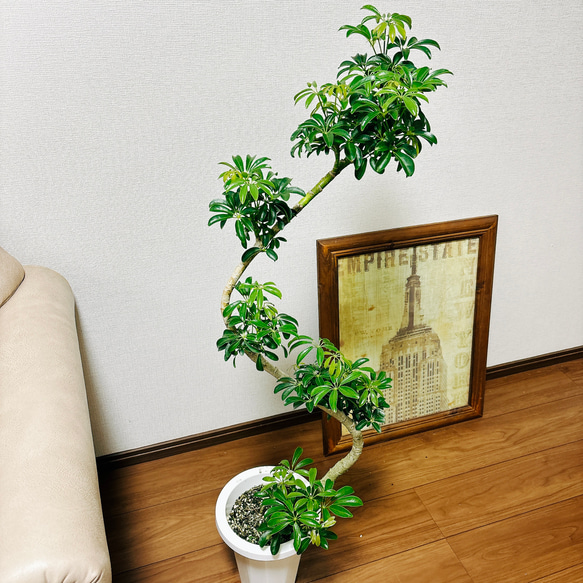 ［現品］1番　シェフレラ　コンパクタ　曲がり　7号　観葉植物　室内　おしゃれ　プラスチック鉢　かわいい 2枚目の画像