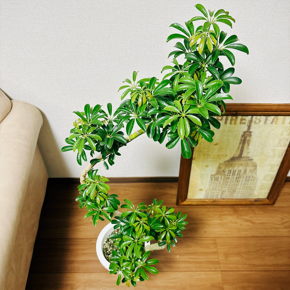 ［現品］1番　シェフレラ　コンパクタ　曲がり　7号　観葉植物　室内　おしゃれ　プラスチック鉢　かわいい 4枚目の画像