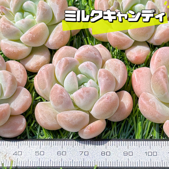 新入荷 大人気 多肉植物 エケベリア ミルクキャンディ 超美苗 レア種 1枚目の画像