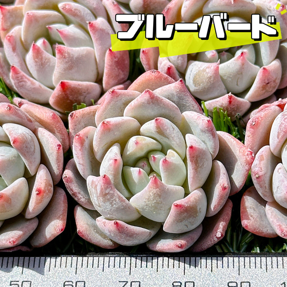 新入荷 大人気 多肉植物 エケベリア ブルーバード 超美苗 レア種 1枚目の画像