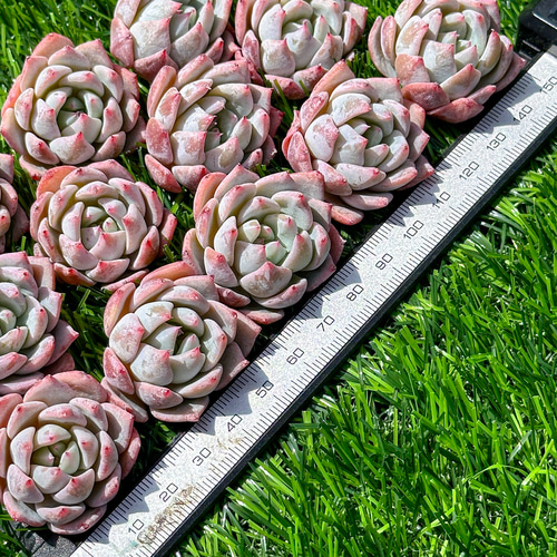 超美苗ブルーバード 【公式通販】