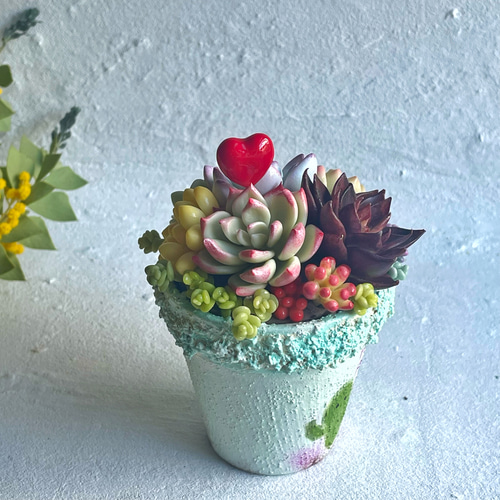 多肉寄せ植え♡サボ鉢♪エケベリア 樹脂粘土 リメ鉢 固定 多肉植物 Tea