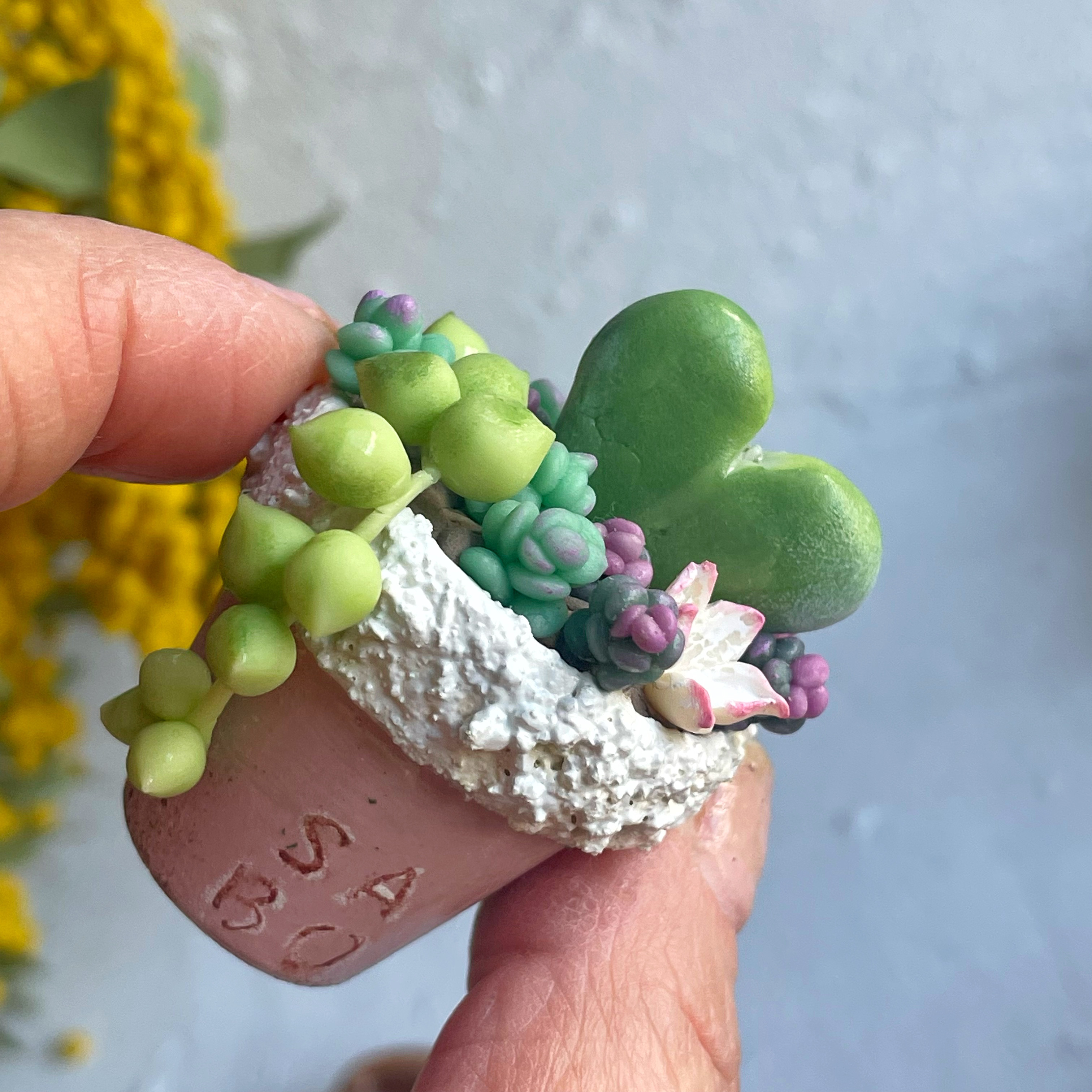 多肉植物 ぷくぷくセット♡恋心♡ビアポップ♡ 多肉植物 ぷくぷくセット 抜き苗 - メルカリ