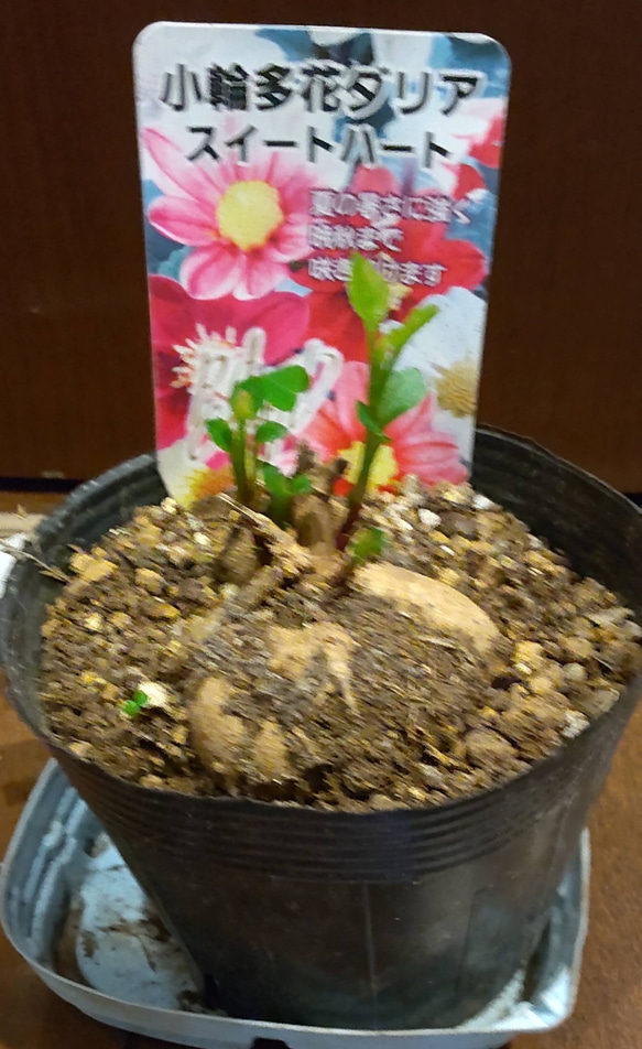 ダリア【スイートハート 沢山の子球付】鉢のまま冬を乗り越えたお利口なスイートハート 人気・おすすめ｜使いやすい・旅行におすすめ 品質保証 全国発送 日本国内発送・最短翌日お届け