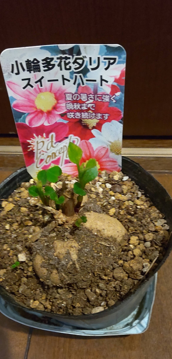 ダリア【スイートハート 沢山の子球付】鉢のまま冬を乗り越えたお利口なスイートハート 人気・おすすめ｜使いやすい・旅行におすすめ 品質保証 全国発送 日本国内発送・最短翌日お届け