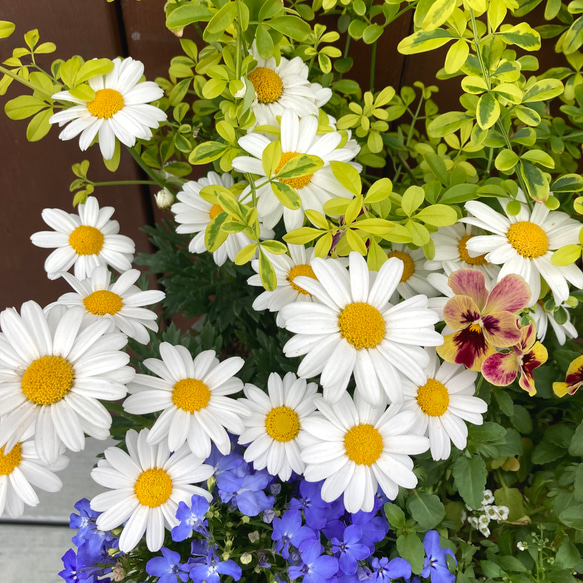 一点物【母の日2024・鉢物】お花を長く楽しみたいお母さんへ♡　季節の寄せ植え／マーガレット・ロベリア・アリッサム 3枚目の画像