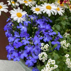 一点物【母の日2024・鉢物】お花を長く楽しみたいお母さんへ♡　季節の寄せ植え／マーガレット・ロベリア・アリッサム 5枚目の画像