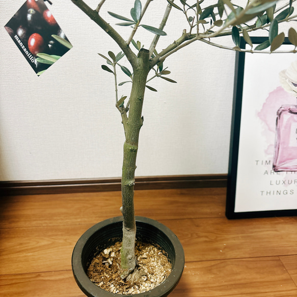 ［現品］1番　創樹　オリーブ　マンザニロ　6号　観葉植物　ベランダ　SOUJU  玄関　屋外　オリーブの木　おしゃれ 6枚目の画像