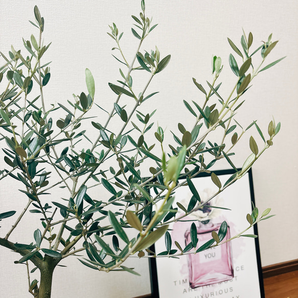［現品］1番　創樹　オリーブ　マンザニロ　6号　観葉植物　ベランダ　SOUJU  玄関　屋外　オリーブの木　おしゃれ 8枚目の画像