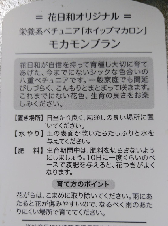 花日和さんの　栄養系ペチュニア　ホイップマカロンプレミアム　モカモンブラン＊* 6枚目の画像