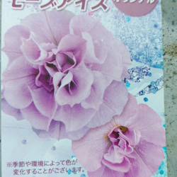 レア！花日和さんのオリジナル八重咲ペチュニア　モーブアイス 5枚目の画像