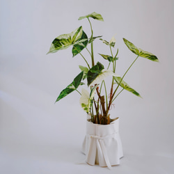 斑入アロカシアとラッピングレザーカバーセット（観葉植物） 2枚目の画像