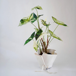 斑入アロカシアとラッピングレザーカバーセット（観葉植物） 3枚目の画像