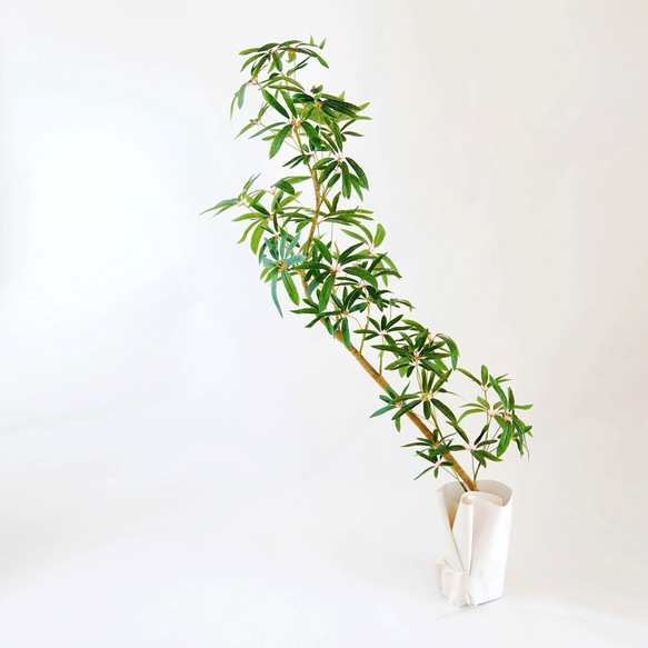 シェフレラとラッピングレザーカバーセット（観葉植物） アート