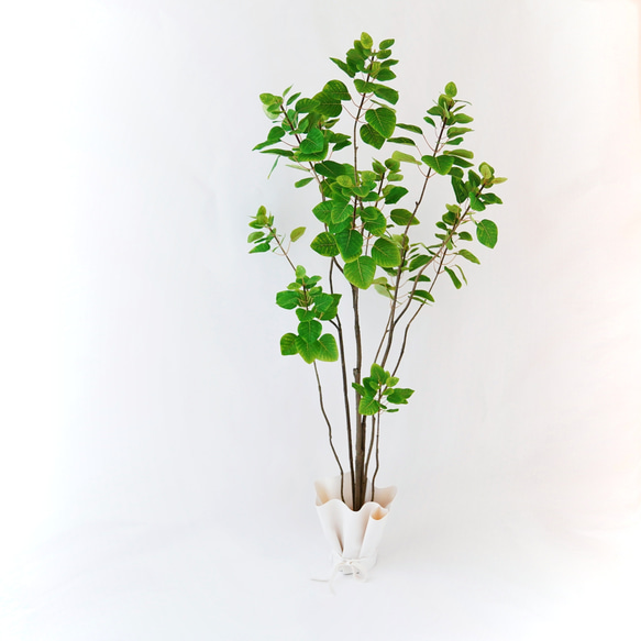 スモークツリーとラッピングレザーカバーセット（観葉植物） 1枚目の画像