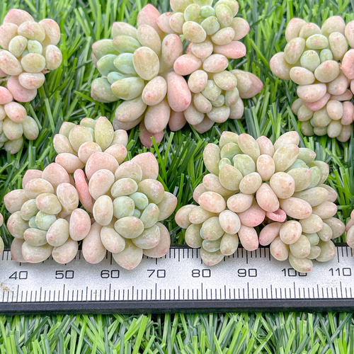 新入荷 大人気 多肉植物 エケベリア ダフニ(Daphne) 超美苗 レア種