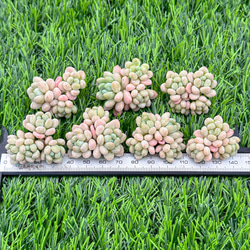 新入荷 大人気 多肉植物 エケベリア ダフニ(Daphne) 超美苗 レア種 4枚目の画像