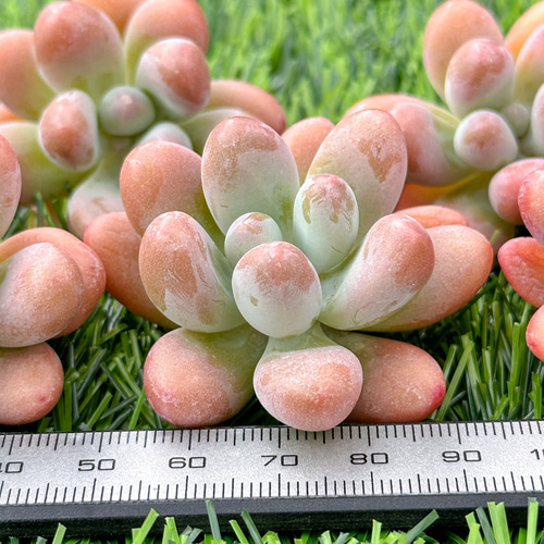新入荷 大人気 多肉植物 エケベリア ファットスター 超美苗 レア 新入荷 大人気 多肉植物 エケベリア ファットスター 超美苗 レア