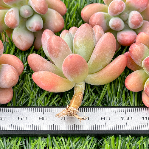 新入荷 大人気 多肉植物 エケベリア ファットスター 超美苗 レア 新入荷 大人気 多肉植物 エケベリア ファットスター 超美苗 レア