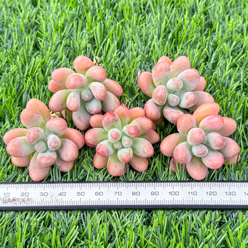 新入荷 大人気 多肉植物 エケベリア ファットスター 超美苗 レア 新入荷 大人気 多肉植物 エケベリア ファットスター 超美苗 レア