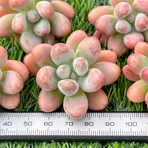 新入荷 大人気 多肉植物 エケベリア ファットスター 超美苗 レア
