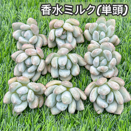 新入荷 大人気 多肉植物 エケベリア 香水ミルク(単頭) 超美苗 新入荷 大人気 多肉植物 エケベリア 香水ミルク(単頭) 超美苗