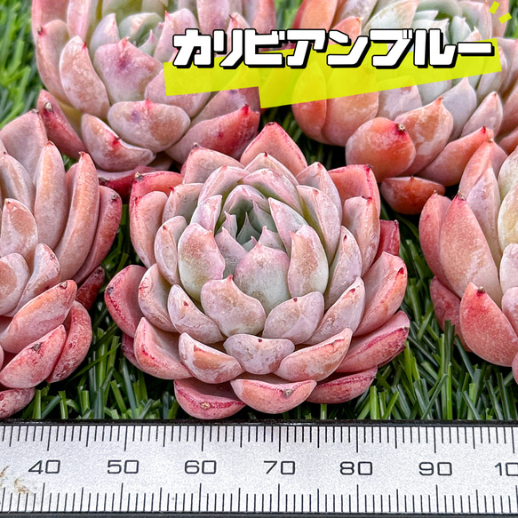 多肉植物　エケベリア　カリビアンブルー カリビアンブルー 多肉植物 エケベリア その他インテリア雑貨