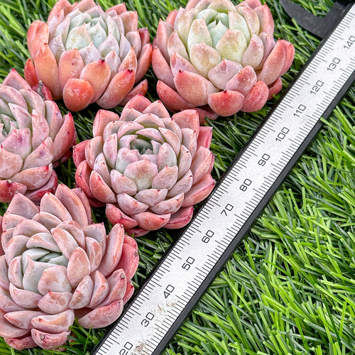 多肉植物　エケベリア　カリビアンブルー カリビアンブルー 多肉植物 エケベリア その他インテリア雑貨