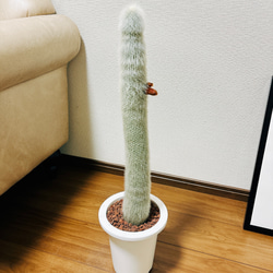 ［現品］【希少】柱サボテン　クレイストカクタス　吹雪柱　6号　観葉植物　室内　おしゃれ　かわいい　ペンギンのような見た目 4枚目の画像