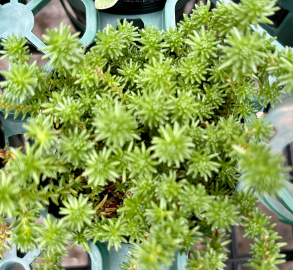 グラシル　セダム　2号  多肉植物 1枚目の画像