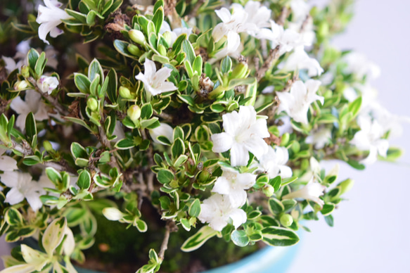 母の日！(5月白花を一面に咲かせます！)斑入り白鳥花 no.87 盆栽 盆栽