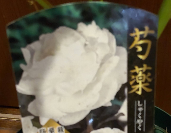 香る芍薬【エルササス⠀苗】夜目にも浮かび上がる純白の芍薬 八重咲きのボリュームある花 4枚目の画像