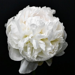 香る芍薬【エルササス⠀苗】夜目にも浮かび上がる純白の芍薬 八重咲きのボリュームある花 1枚目の画像