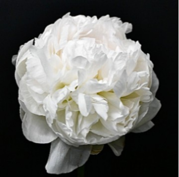 香る芍薬【エルササス⠀苗】夜目にも浮かび上がる純白の芍薬 八重咲きのボリュームある花 1枚目の画像