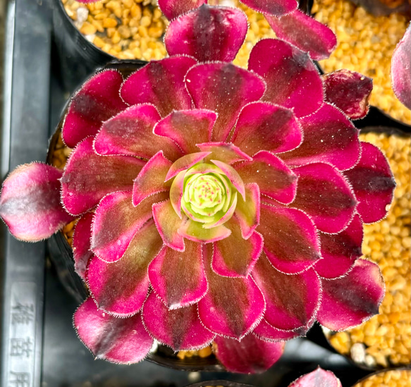 83#多肉植物アエオニウム錦❤️ 花火❤️1大頭3小頭16cm拔き苗 【公式