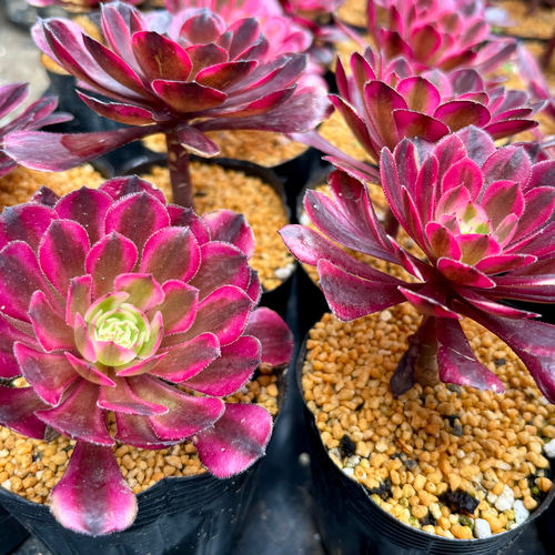 メデューサ アエオニウム 多肉植物 （アエオニウムの育て方