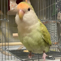 【シミズ様専用ご注文ページ うちの子オーダー作成　ライフサイズ コザクラインコ　羊毛インコ 】羊毛ぬいぐるみ　受注作成品 6枚目の画像