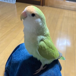 【シミズ様専用ご注文ページ うちの子オーダー作成　ライフサイズ コザクラインコ　羊毛インコ 】羊毛ぬいぐるみ　受注作成品 5枚目の画像