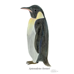 （送料無料）ポストカード　ペンギン　グラフィック　インテリア　アート　海　動物　自然　生き物　おしゃれ　リビング　 2枚目の画像