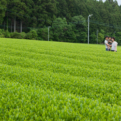 RICCO Organic　有機日本茶 ティーバッグ ギフトセット No.3 6枚目の画像